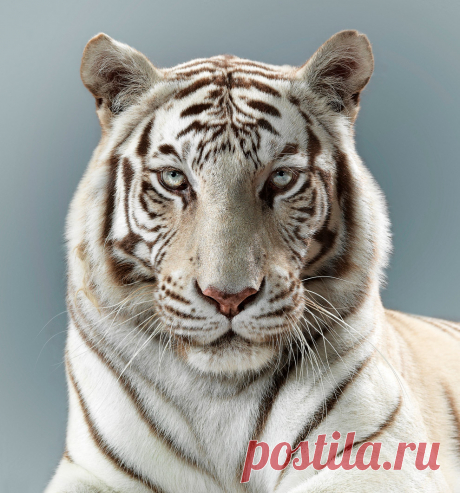 Потрясающие портреты больших кошек (11 фото) — FotoJoin