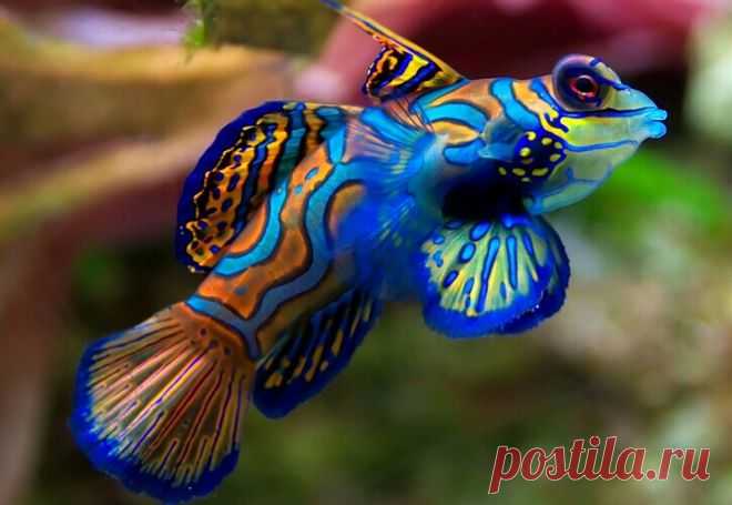 18 удивительно красивых рыбок