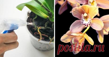 Хитрости ухода за орхидеей - Журнал для женщин