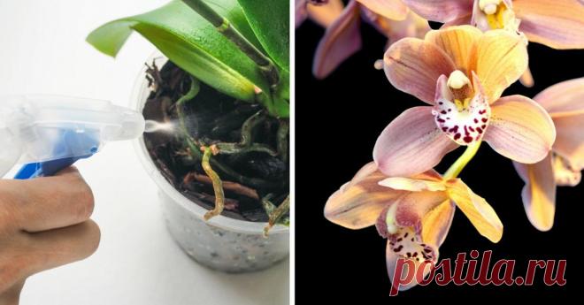 Хитрости ухода за орхидеей - Журнал для женщин