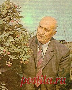 Выращивание малины по методу Соболева