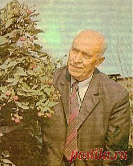 Выращивание малины по методу Соболева
