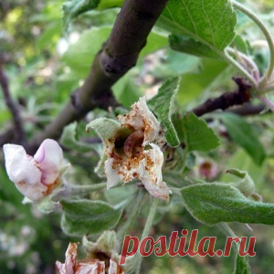 Как победить цветоеда