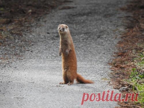 Mustelidae ☼ норки выдры хорьки | ВКонтакте