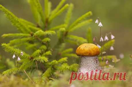 Отличия ядовитых грибов Грибник - Журнал полезных советов