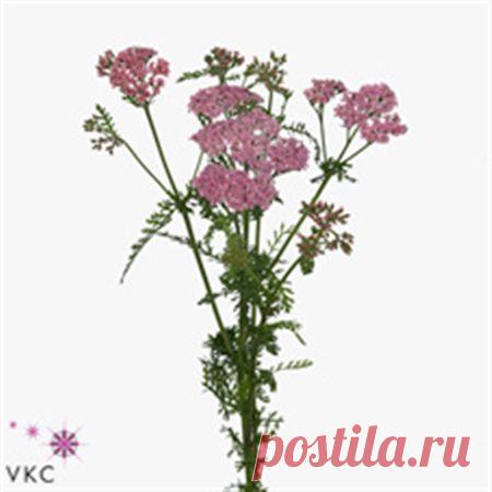 B006221_0000875833_H_1.jpg (450×450)