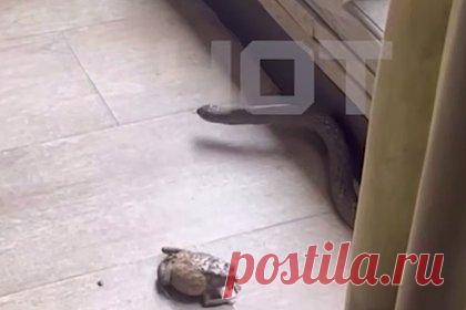 Россиянин на Бали попытался спасти жабу, был атакован змеей и попал на видео