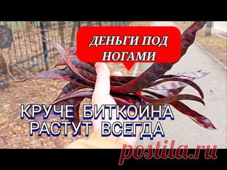 Не топчите "деньги"! Быстрое проращивание ценного медоноса, Гледичии трёхколючковой.
