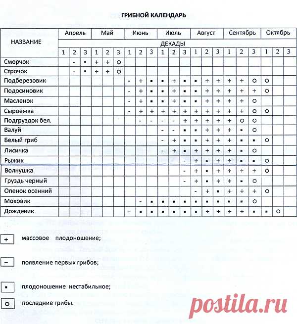 Хозяин леса: секреты сбора грибов, о которых не знает никтo