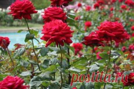 Окулировка роз