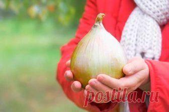Как и КОГДА сажать (сеять) ЛУК Эксибишен на рассаду по лунному календарю 2019. Посадка лука Эксибишен на рассаду в домашних условиях