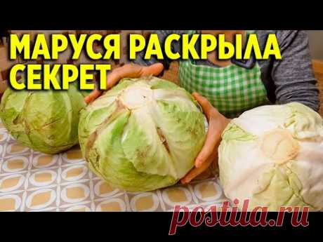 СЕКРЕТ КАК ВЫБРАТЬ КАПУСТУ ДЛЯ КВАШЕНИЯ  ОТЛИЧИЯ ПОЗДНИХ И СРЕДНИХ СОРТОВ/‪@obovsemsmarusya‬