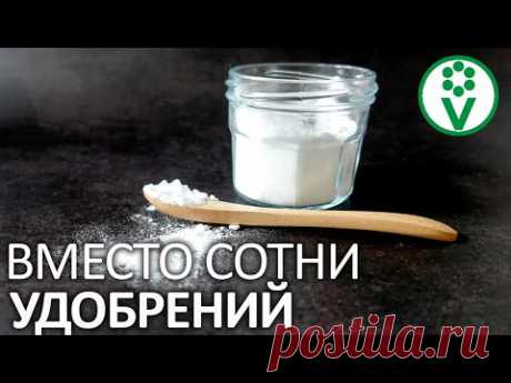 СОДА — ПАНАЦЕЯ ДЛЯ ОГОРОДА? Разбираемся!