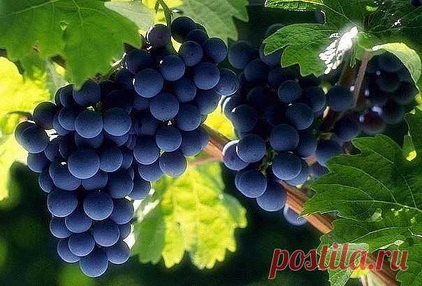 1.  РАСПРОСТРАНЕННЫЕ ОШИБКИ ПРИ РАЗМНОЖЕНИИ ФИАЛКИ ЛИСТОМ.
2.  Домашняя герань и уход за ней.
3.  Простой и доступный Секрет выращивания большого урожая ОГУРЦОВ.
4.  Секреты удобрения моркови.
5.  КОГДА ОБРЕЗАТЬ ВИНОГРАД.
6.  БОРЕМСЯ С БЕЛЫМ НАЛЕТОМ НА ЛИСТЬЯХ ВИНОГРАДА.
7.  НЕТ МАЛИНЫ НА МАЛИНЕ, ПОЧЕМУ? ИЛИ КАК ПОЛУЧИТЬ НЕБЫВАЛЫЙ УРОЖАЙ МАЛИНЫ?
8.  Как размножить тую
9.  БОБОВНИК - ЗОЛОТОЙ ДОЖДЬ В ВАШЕМ САДУ.
10.  КАК ПРАВИЛЬНО ОБРЕЗАТЬ РОЗЫ.

============================...