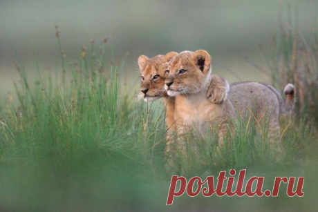Мой Мир@Mail.Ru