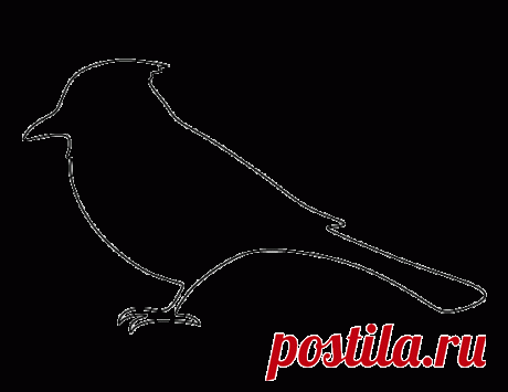 Printable Blue Jay Template