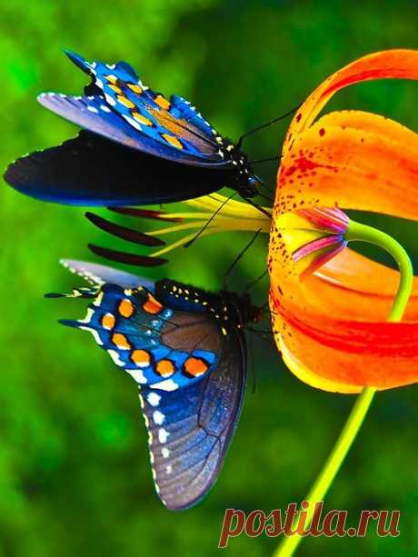 On the Flower | Amazing Pictures - Amazing Pictures, Images, Photography from Travels All Aronud the World