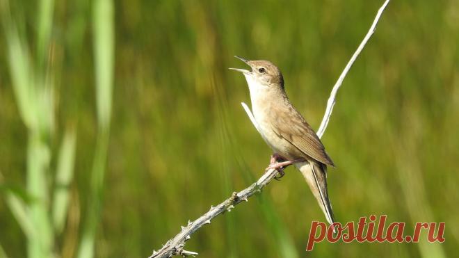 Cigarrinha-ruiva (Locustella luscinioides), Savi's Warbler Murtosa - Portugal
