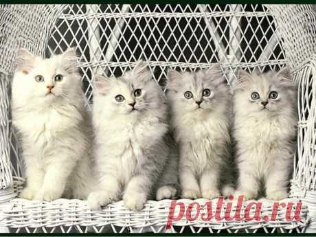 Коты.