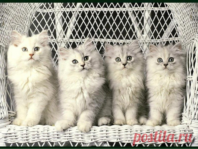 Коты.
