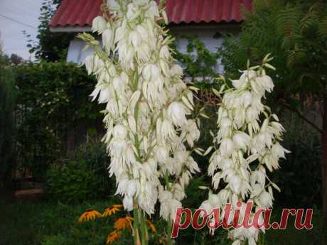 Юкка-цветёт первый раз за три года