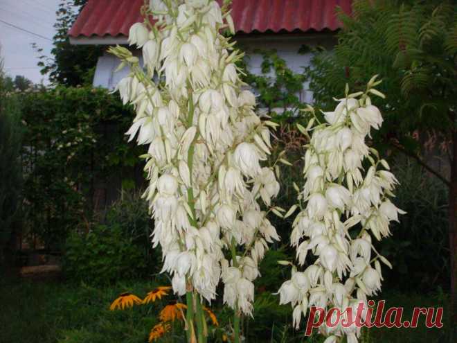 Юкка-цветёт первый раз за три года