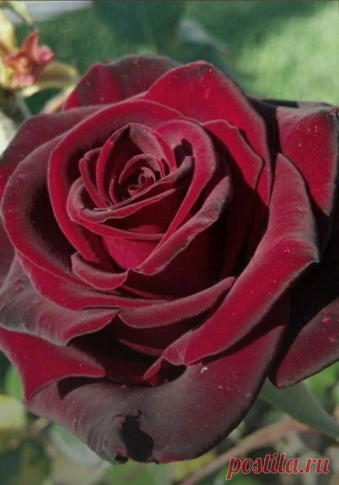 i (1080×1542)