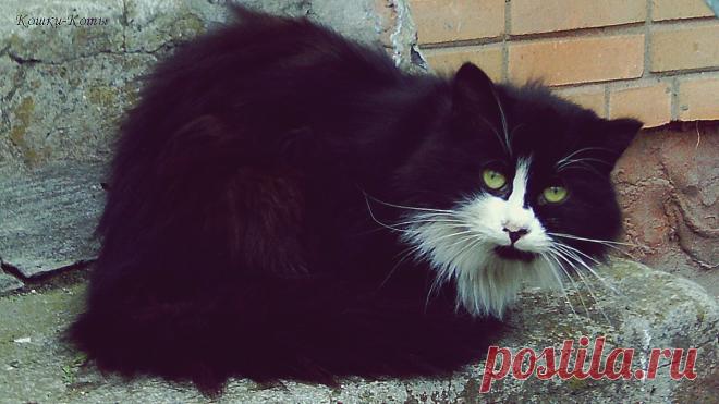 Это знает каждый кот: настоящие мыши не летают | 17 апреля | Сайт «Кошки–Коты» | Автор Нина Стрелкова | Кошачий календарь «Кошки каждый день» | 17 апреля отмечается День летучей мыши. Это не та мышь, которая с хвостом, а та, которая с крыльями