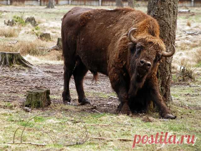 Рядом с гостиницей очень интересный музей природы, многокилометровые вольеры с животными. Вокруг сказочный лес, чистый воздух, хоть пей его. Высоченная (за 40м) живая нарядная елка в центре поместья, к ней ведут разные дорожки с кучей сказочной скульптуры, мельницы, колодцы и прочая волшебная дребедень :), у елки водят хороводы, поют песни и устраивают конкурсы с каждой группой посетителей.
Принимаем коллективные заявки в дни каникул!!
НАШИ КОНТАКТЫ НА САЙТЕ:www.polclub.ru
 ЖДЕМ ЗВОНКОВ!!