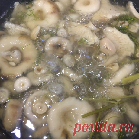 Как посолить грузди, чтобы не потемнели, были беленькими, хрустящими и вкусными | Сибирский сад Оксаны Артеменко | Дзен