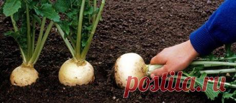 Выращивание репы, посадка в мае и июле 

Репа такой корнеплод, который может полностью заменить картофель. Это достаточно холодостойкое растение и выращивается только в открытом грунте, так для роста и полноценного развития ему достаточно 1-3ºС. Наиболее вкусные сорта репы: «Белый шар», «Комета», «Белая ночь», «Луна», «Снегурочка», «Мюнхенская ранняя». Место и почва Репа хорошо растет на плодородной, супесчаной, нейтральной почве (не торфяник) под прямыми или рассеянными с...