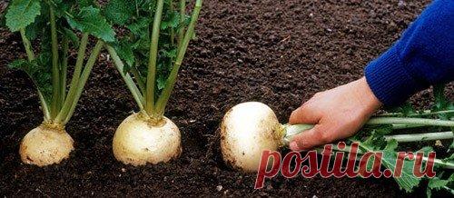 Выращивание репы, посадка в мае и июле 

Репа такой корнеплод, который может полностью заменить картофель. Это достаточно холодостойкое растение и выращивается только в открытом грунте, так для роста и полноценного развития ему достаточно 1-3ºС. Наиболее вкусные сорта репы: «Белый шар», «Комета», «Белая ночь», «Луна», «Снегурочка», «Мюнхенская ранняя». Место и почва Репа хорошо растет на плодородной, супесчаной, нейтральной почве (не торфяник) под прямыми или рассеянными с...