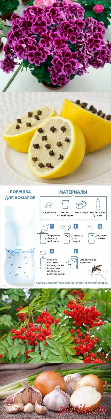 Средства от комаров и их укусов — Делимся советами