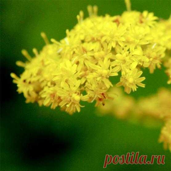 Желтые цветы в саду