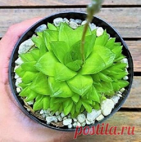 Planta Esmeralda - Haworthia Cymbiformis - Suculenta  Nome Científico: Haworthia cymbiformis Nativa da África do Sul, essa suculenta é muito interessante devido a sua grande perfilhação e rápido crescimento, quando plantada em vasos se multiplica rapidamente formando uma pequena moita densa e muito bonita. Ideal para cultivo em ambientes internos pois não deve ser cultivada em sol pleno, necessitando somente boa luminosidade. Suas folhas são de coloração verde clara e pare...