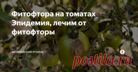 Фитофтора на томатах                         Эпидемия, лечим от фитофторы Забегает ко мне вчера утром соседка, и зовет к себе в теплицу, посмотреть на томаты, говорит что с ними что-то не то.
Естественно собралась и к ней, заходим в теплицу, а там...
Даже невооружённым глазом видно, фитофтора, да причём, в таком объеме! Хорошо, что ещё повреждены оказались только листья, стебли, и уже достаточно крупные плоды остались целыми.
Мне соседка говорит, что не сталкивалась ран