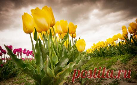 Телец - ландыш, Лев - подсолнух: какой ты цветок по знаку зодиака?