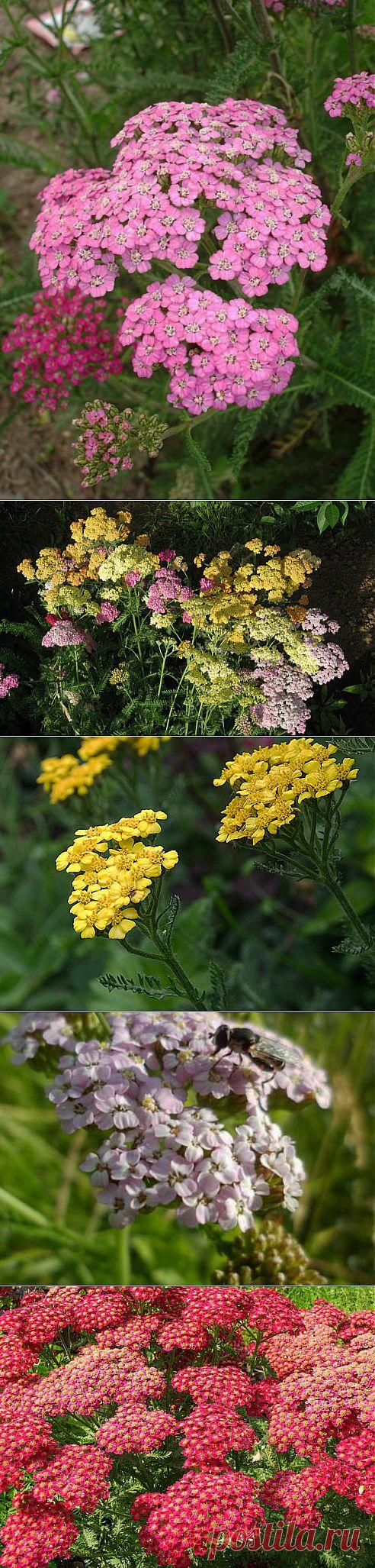 (+1) тема - Тысячелистник | 6 соток