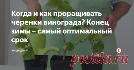 Когда и как проращивать черенки винограда? Конец зимы – самый оптимальный срок В сегодняшней статье поговорим о винограде. Эту культуру традиционно выращивают на юге, но в последние годы виноградарство получило широкое распространение и в средних широтах России. Потому что селекционеры вывели новые, хорошие сорта, которые прекрасно растут даже в суровом климате Урала, например, или Сибири. И качество ягод не уступает южным.