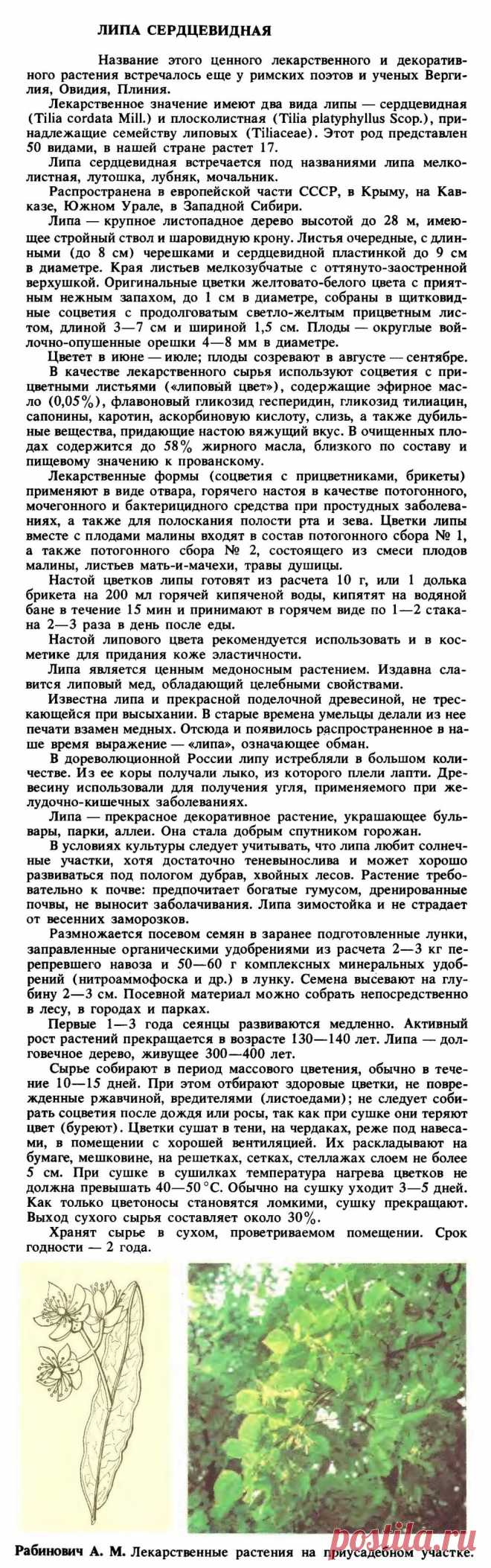 Липа сердцевидная