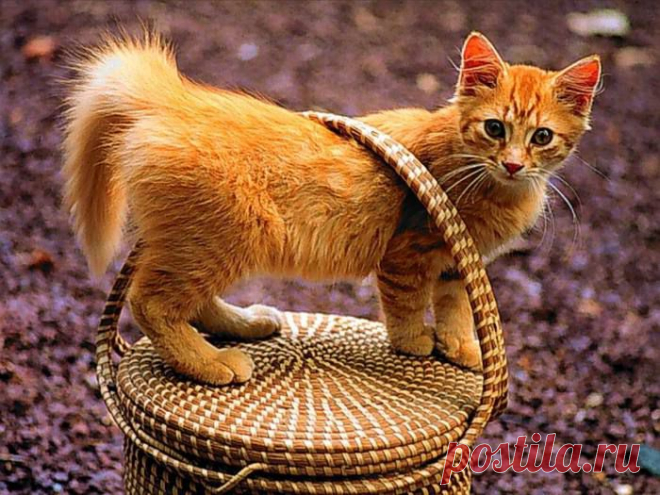 КРАДЕТСЯ ОСЕНЬ РЫЖЕЙ КОШКОЙ | Самоцветик