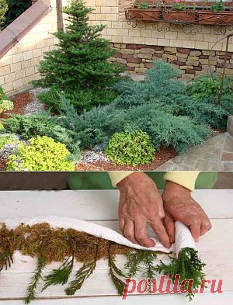 Как размножать хвойные растения черенками | Дача - впрок