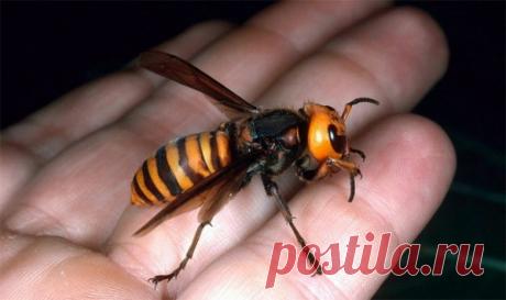 Маленький, да ужасненький: 10 самых страшных насекомых » ТрамБай! | Новостная медиаплатформа