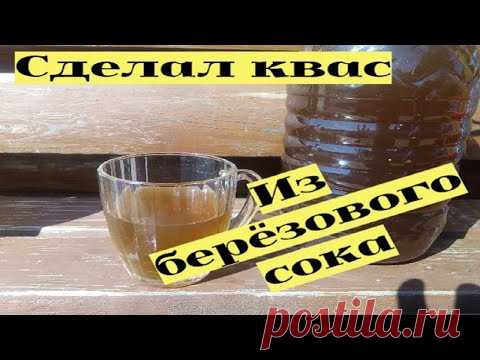 Сделал квас из березового сока. 3 рецепта #6
