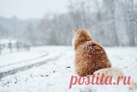 Гляжу тоскливо на дорогу