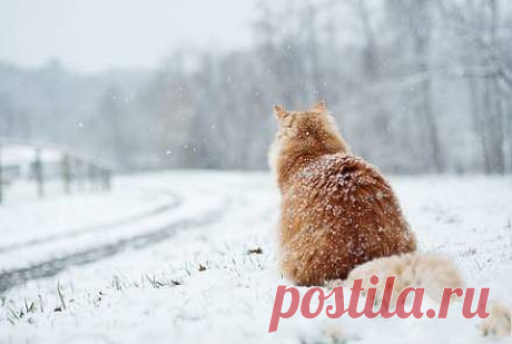 Гляжу тоскливо на дорогу