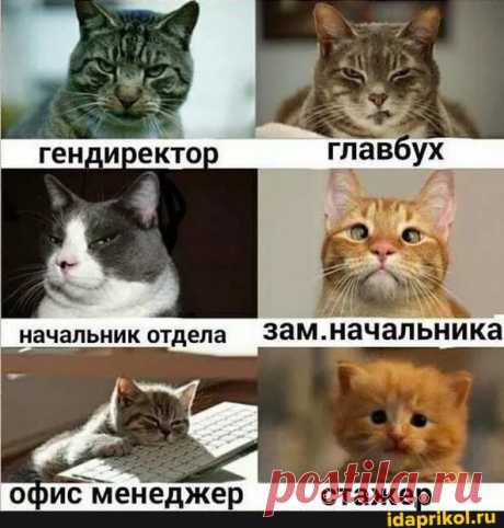 Офис менеджер стажер - ) / АйДаПрикол .)