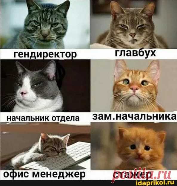 Офис менеджер стажер - ) / АйДаПрикол .)