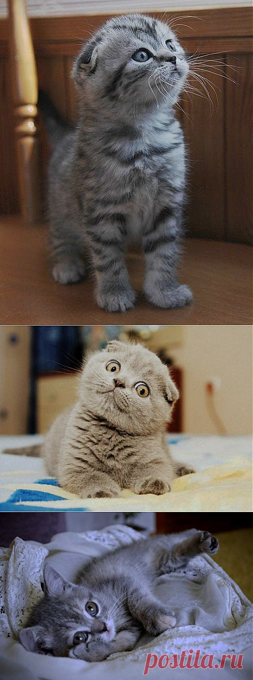 -А ну-ка! Да что вы говорите?! Как интересно...
