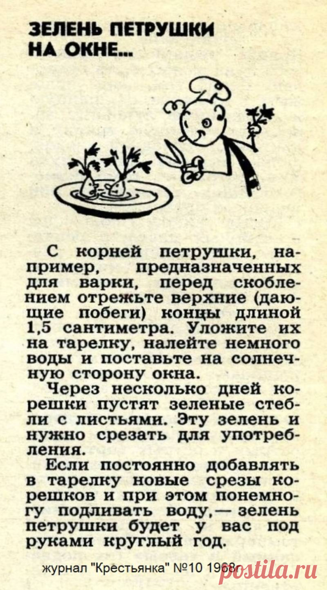Зелень петрушки на окне...